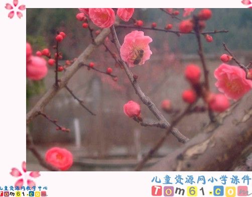 《春到梅花山》