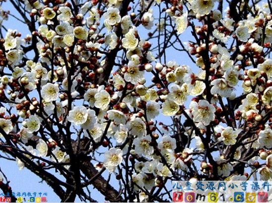 《春到梅花山》