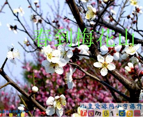 《春到梅花山》