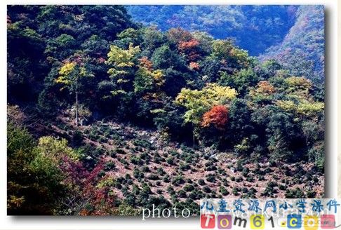 《小松树和大松树》