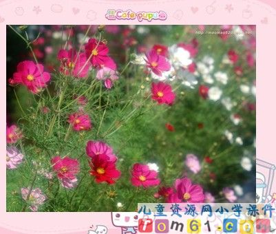 鲜花和星星