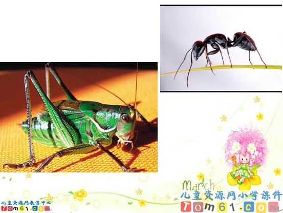 《蚂蚁和蝈蝈》