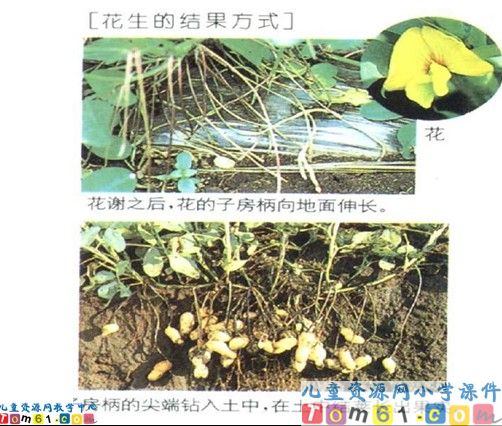 《小松鼠找花生果》