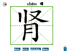 肾