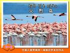 火烈鸟