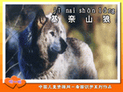 基奈山狼