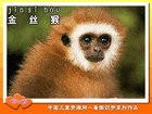 金丝猴