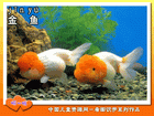 金鱼