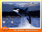 鲸鱼