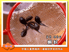 蝌蚪