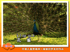 孔雀