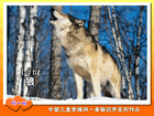 狼