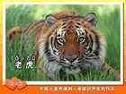 老虎