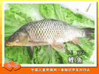 鲤鱼