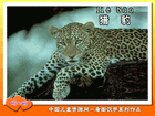 猎豹