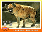 鬣狗