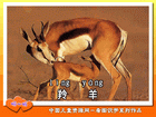 羚羊
