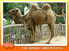 骆驼