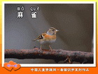 麻雀
