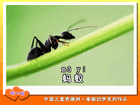 蚂蚁