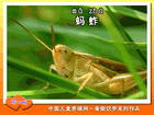 蚂蚱