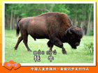牦 牛