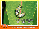 毛毛虫