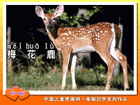 梅花鹿