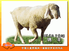绵羊