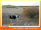 奶牛