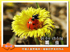瓢虫