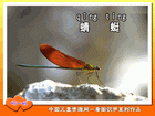 蜻蜓