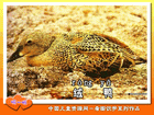 绒鸭