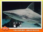 鲨鱼
