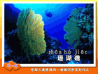 珊瑚礁