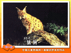 猞猁