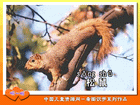 松鼠
