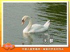 天鹅