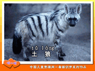 土狼