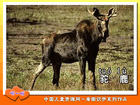 驼鹿