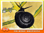 蜗牛
