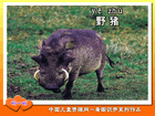 野猪
