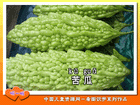 苦瓜