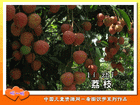 荔枝