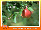 苹果