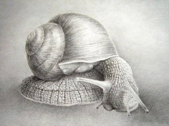 海螺-素描图集