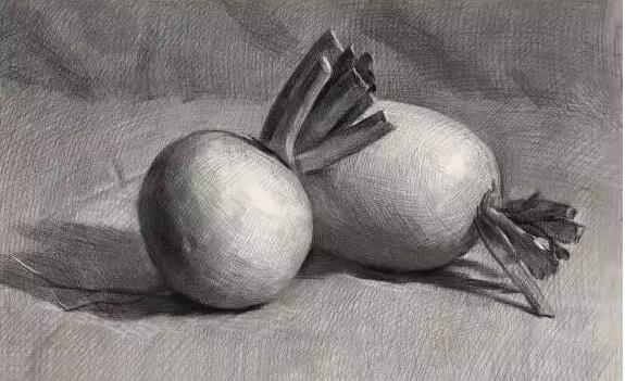 白萝卜-素描图集