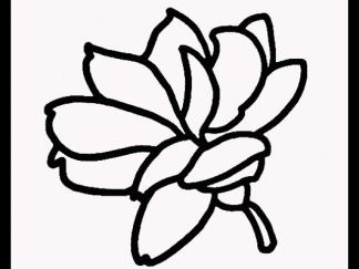 茉莉花图片_学习简笔画_少儿图库_儿童资源网